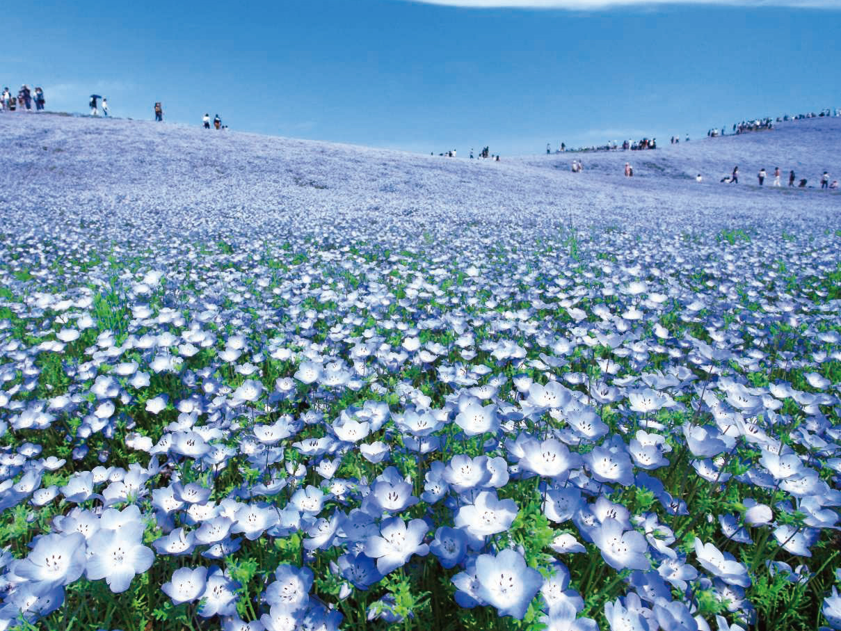 青のハーモニー ネモフィラの丘の絶景