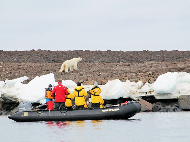 北極の野生動物との出会い