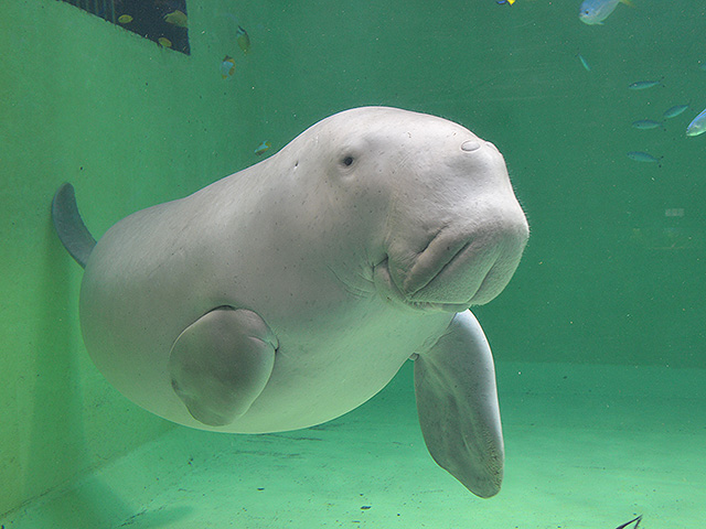 鳥羽水族館