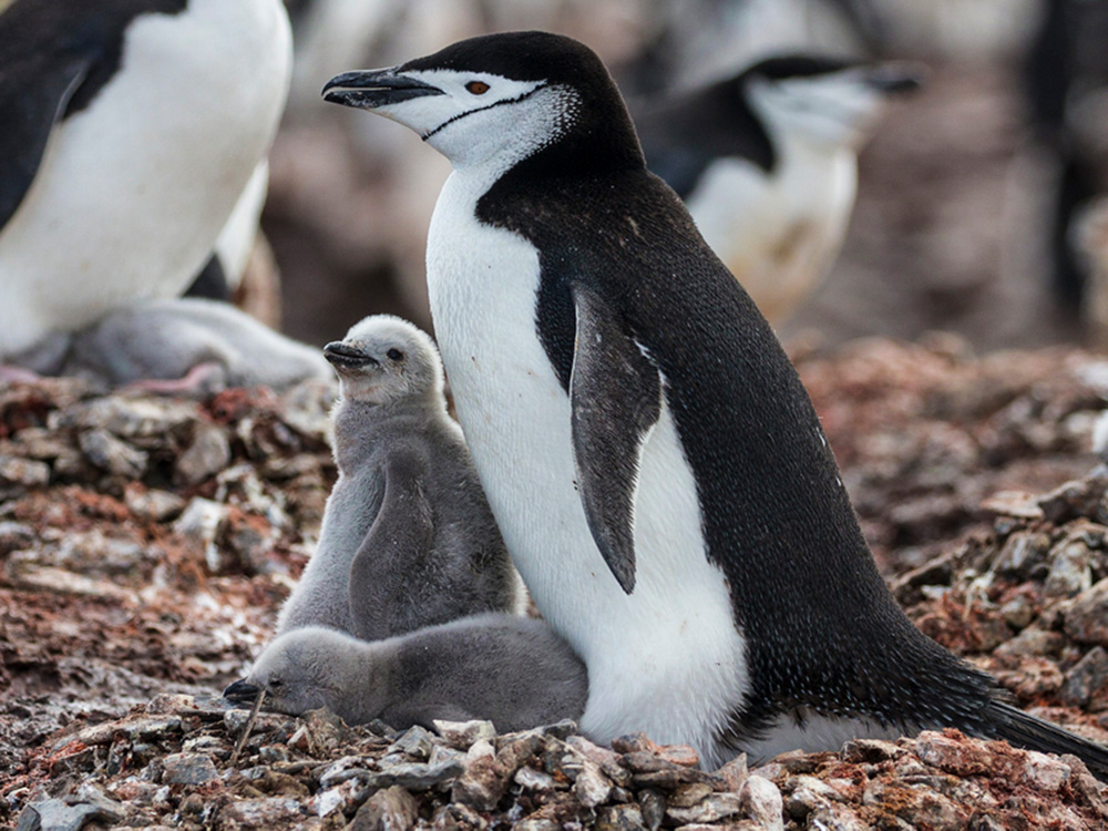南極のベストシーズン