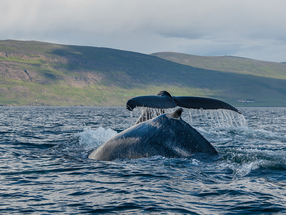 エイヤフィヨルズル(アイスランド)