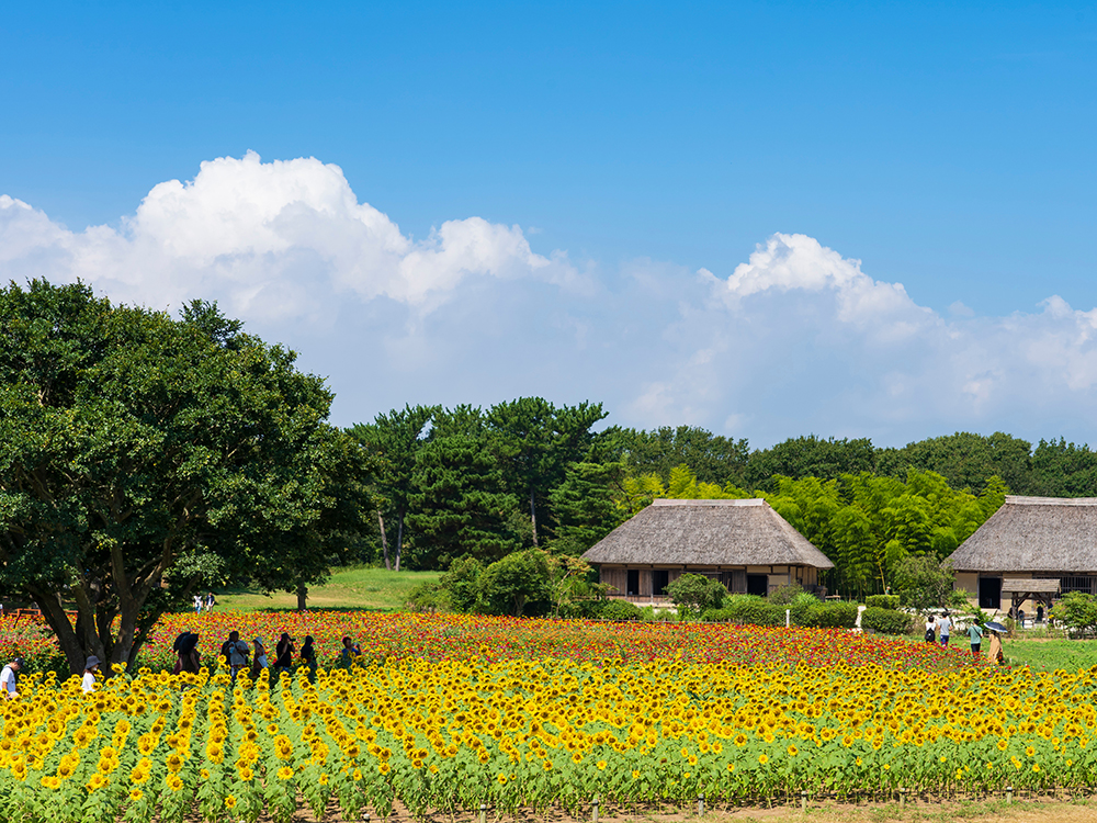 国営ひたち海浜公園