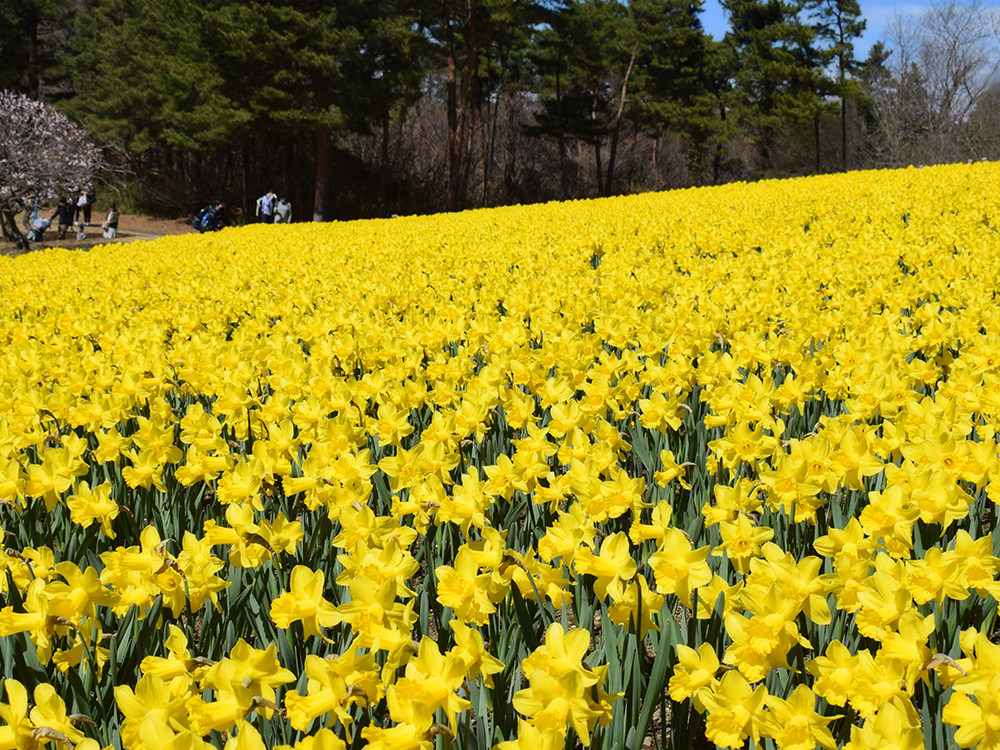 ひたち海浜公園