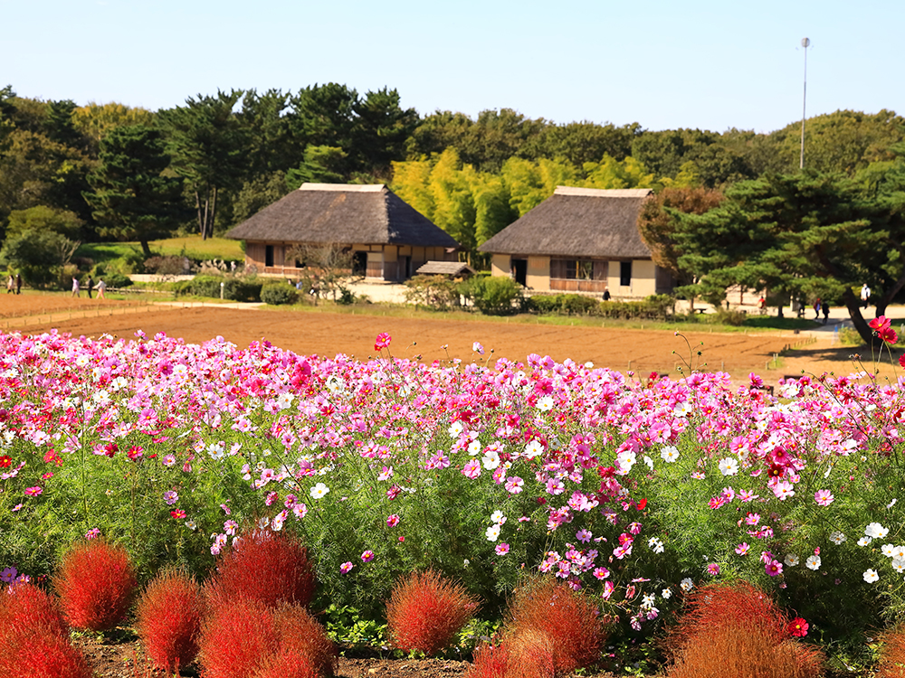 ひたち海浜公園コスモス