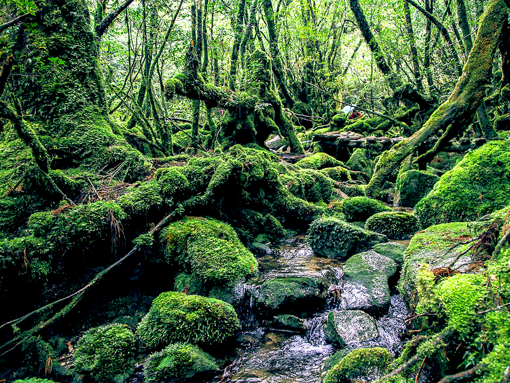 屋久島