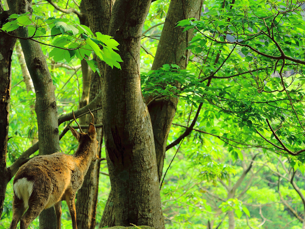 屋久杉が息づく太古の森へ(屋久島/鹿児島)