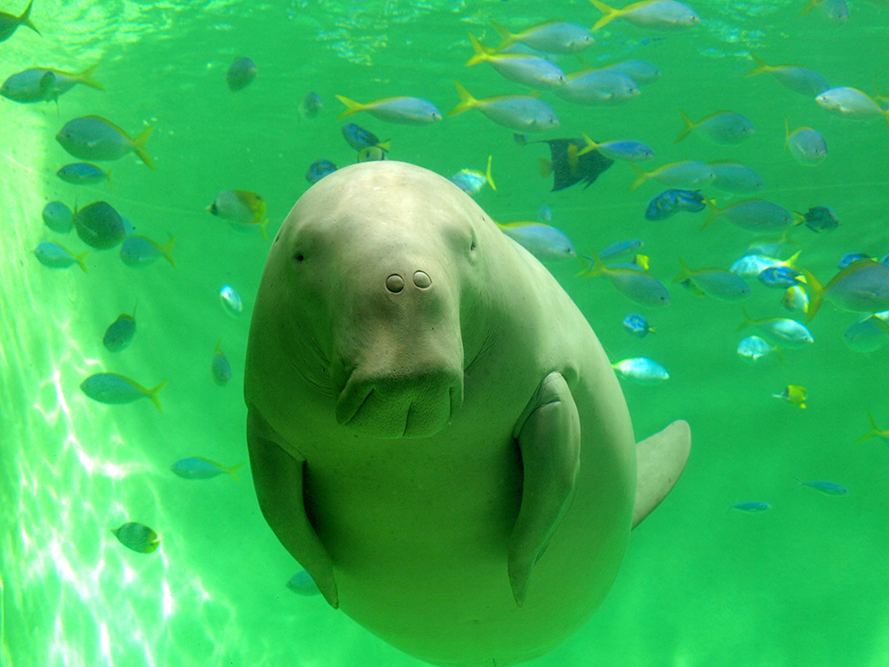 鳥羽水族館