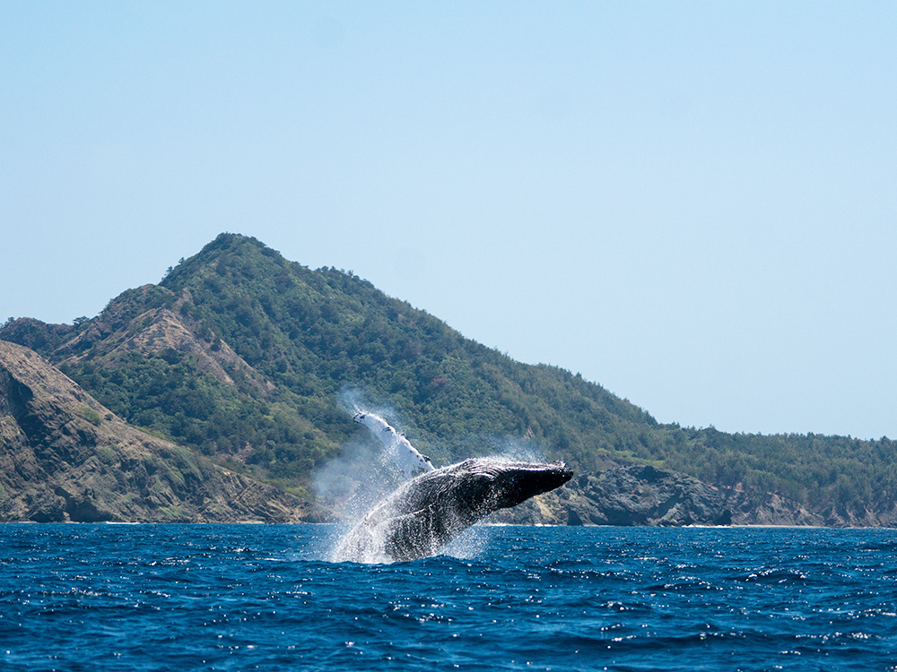 ザトウクジラさがし