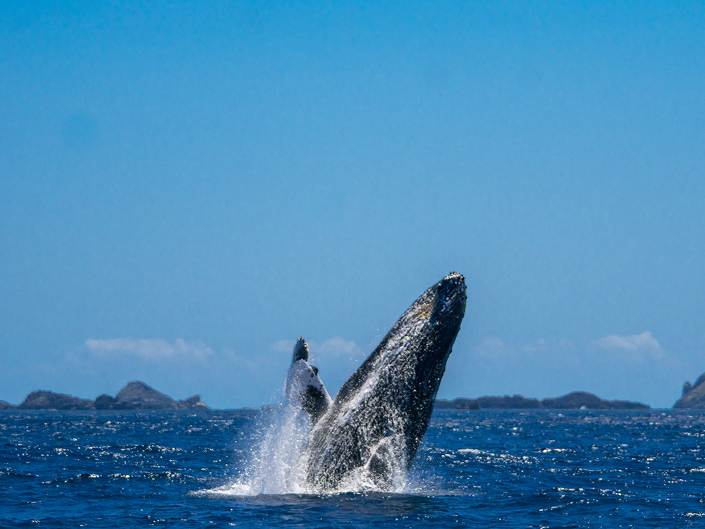 小笠原 クジラ