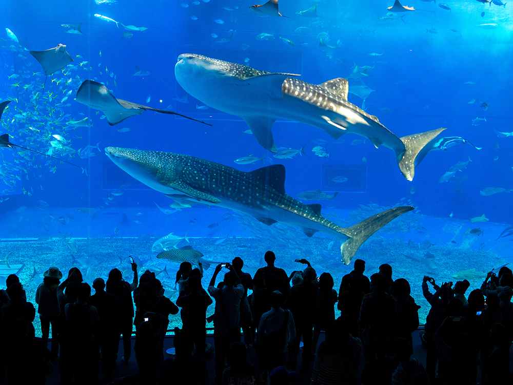美ら海水族館/沖縄