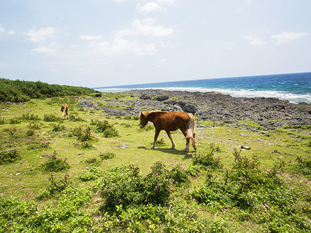 与那国島