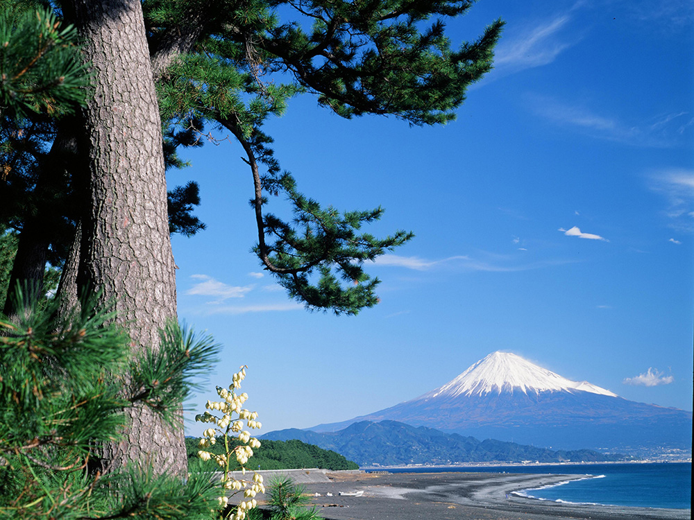 景勝地三保松原では、松林と駿河湾と富士山が生み出す絶景をお楽しみいただけます。