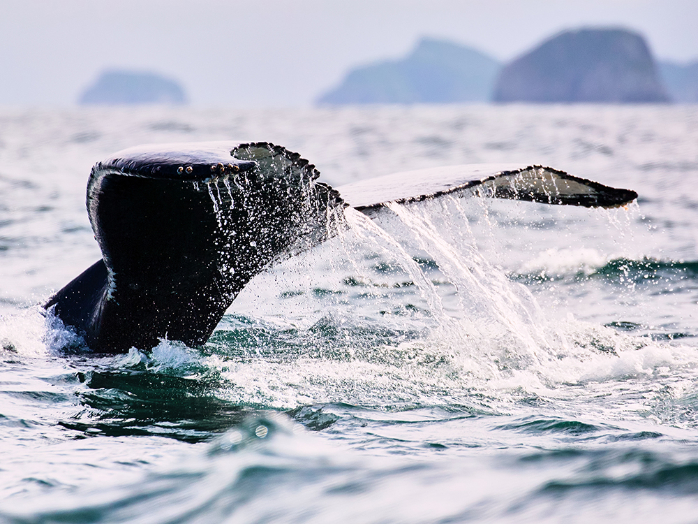 ザトウクジラ