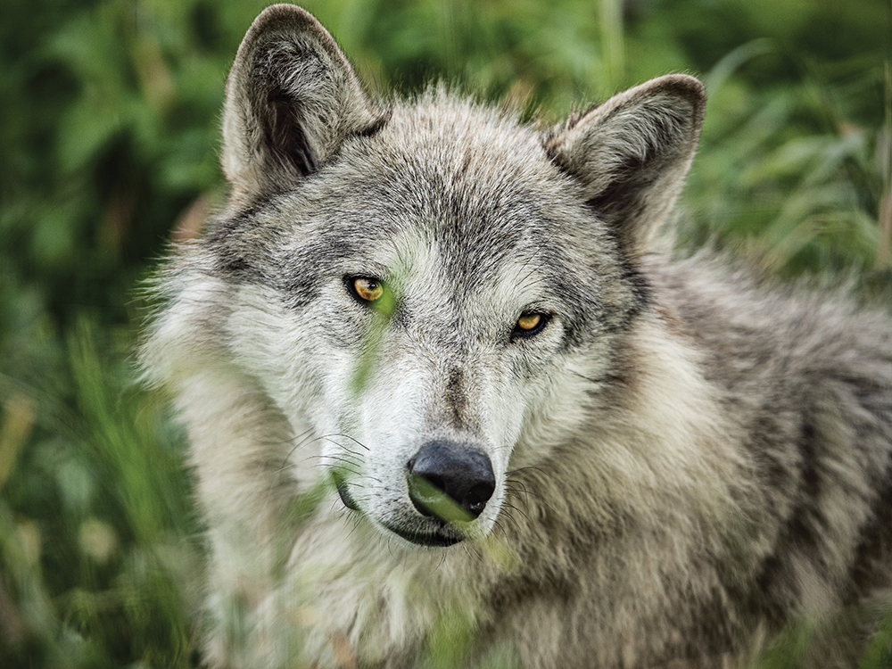 アラスカウルフ