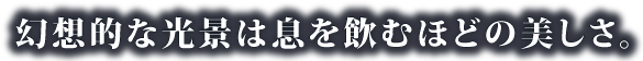 幻想的な光景は息を飲むほどの美しさ。