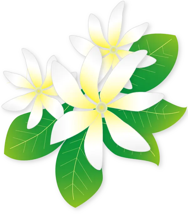 左向いたティアレ