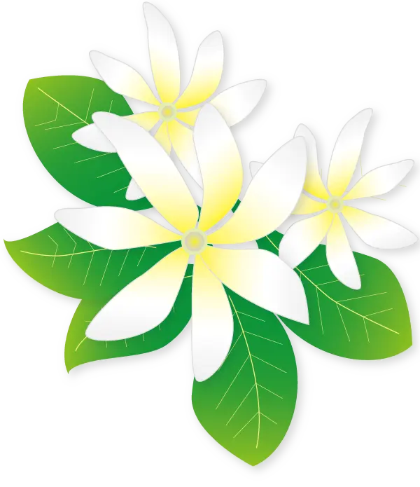 右向いたティアレ