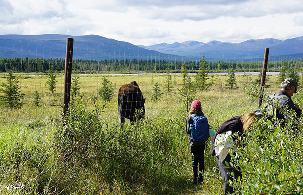 ホワイトホース イメージ