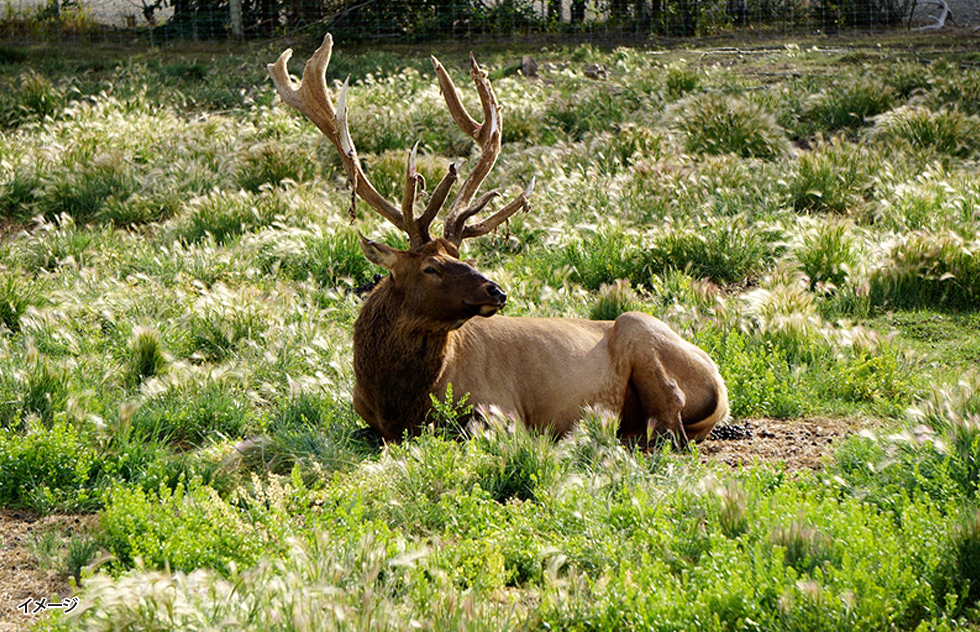 ホワイトホース イメージ