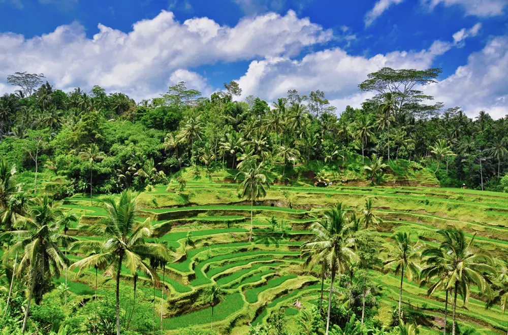 バリ島 テガララン 風景