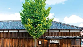 青空のもと、手前に青々とした大きな木が立ち、奥に瓦屋根と木造の壁が特徴的な古民家風の建物が構える「魚や片桐寅吉」の店舗外観。