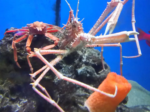 竹島水族館