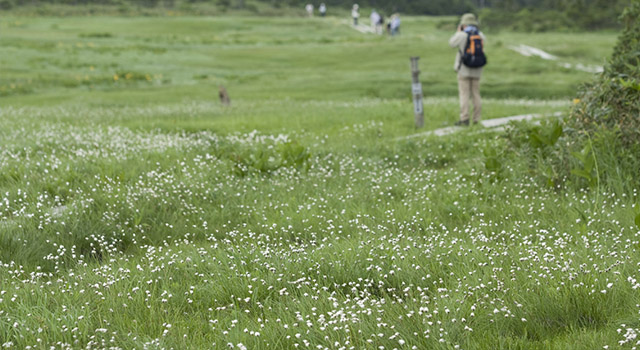 湿原に広がるお花畑