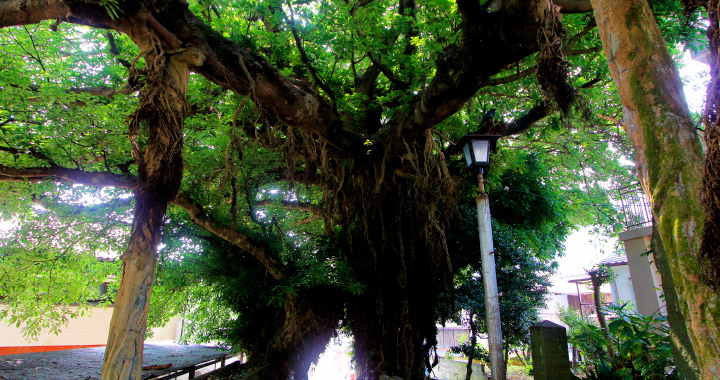 奈良尾のあこう樹のイメージ写真