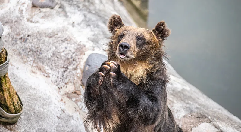 のぼりべつクマ牧場