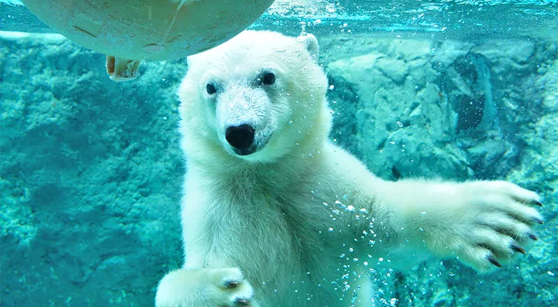 旭山動物園