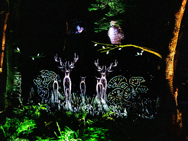 「カムイルミナ」写真