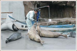 あざらし館のもぐもぐタイムの様子
