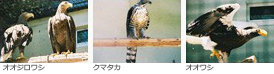 ワシ・タカ舎