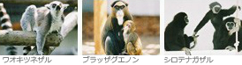 サル舎