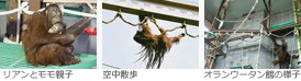 オランウータン館