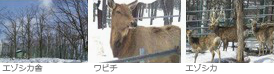 ワピチ・トナカイ舎　エゾシカ舎