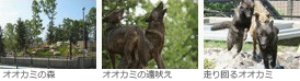 オオカミの森