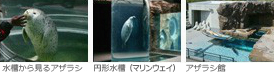 あざらし館