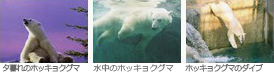 ほっきょくぐま館