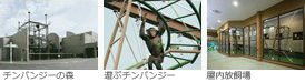 チンパンジーの森