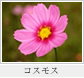 コスモス