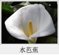 水芭蕉