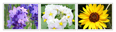 7月に見ごろをむかえる花 ラベンダー・ポピー・ルピナス・ジャガイモの花・ヒマワリなど