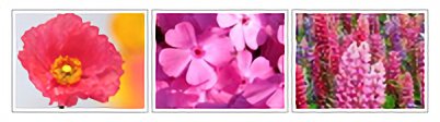 6月に見ごろをむかえる花 ポピー・シバザクラ・ルピナス・ラベンダー・ジャガイモの花など