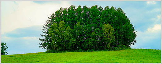 マイルドセブンの丘