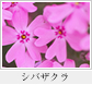 シバザクラ