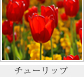 チューリップ