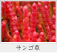サンゴ草