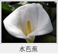 水芭蕉