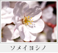 ソメイヨシノ